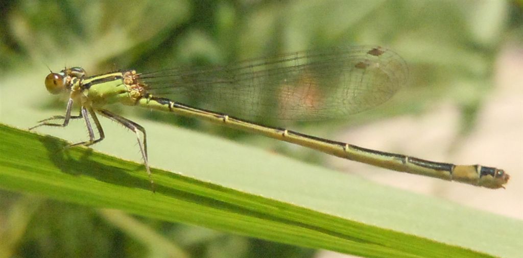Ischnura a colori